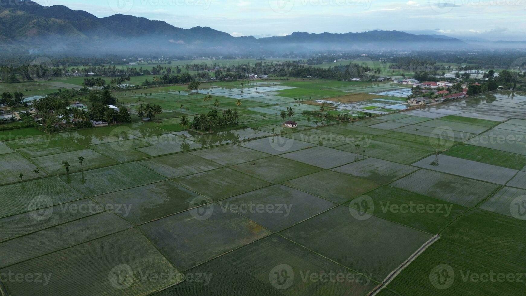 aerial view of paddy fields. Aerial view of agriculture in rice fields for cultivation in Gorontalo Province, Indonesia. Natural the texture for background photo