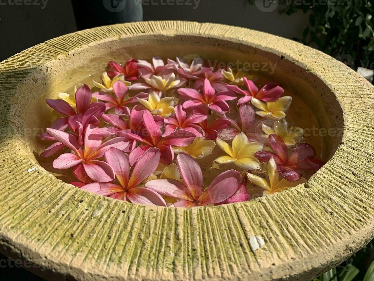 Flowers soaks in water in a pottery bowl. Onam and Diwali festival concept image, red plumeria flower or bunga kemboja merah in bali photo