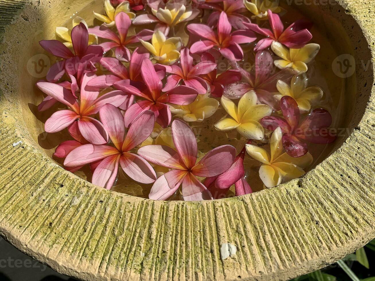 Flowers soaks in water in a pottery bowl. Onam and Diwali festival concept image, red plumeria flower or bunga kemboja merah in bali photo