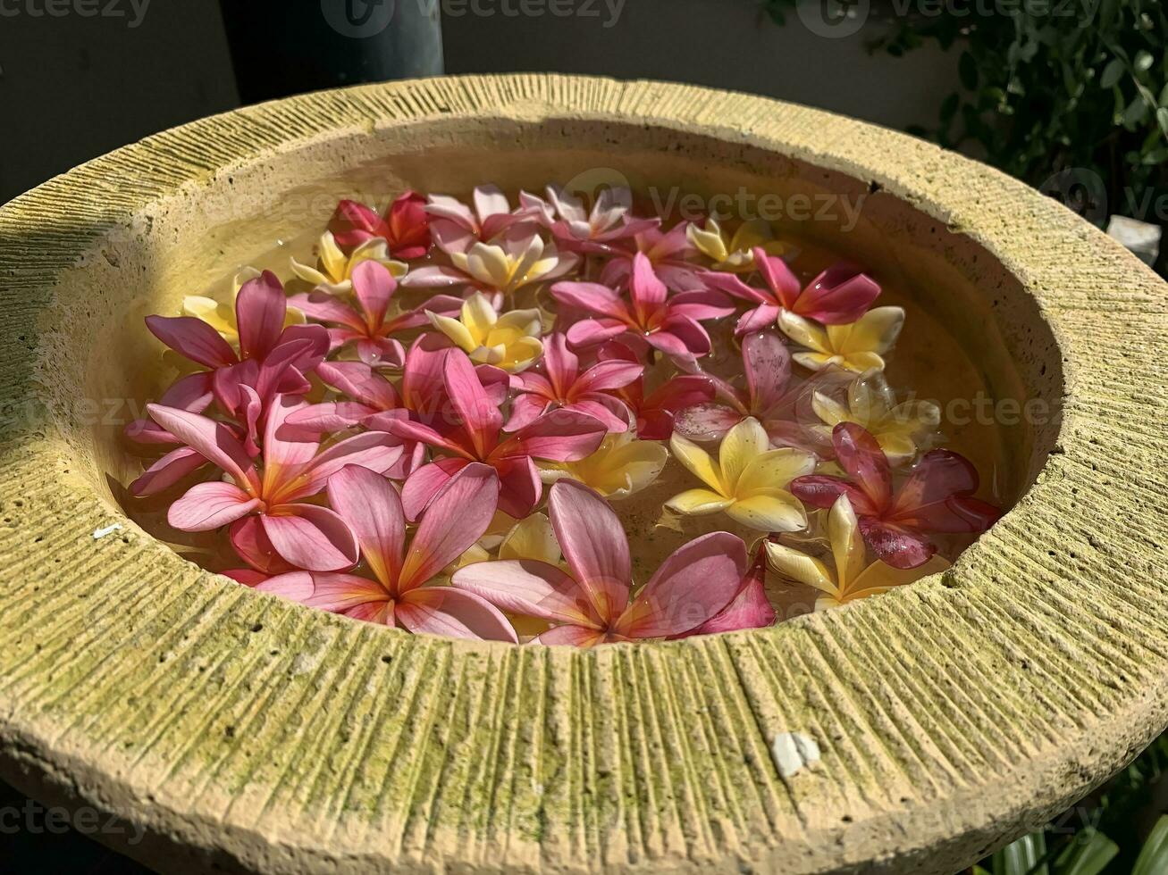 Flowers soaks in water in a pottery bowl. Onam and Diwali festival concept image, red plumeria flower or bunga kemboja merah in bali photo