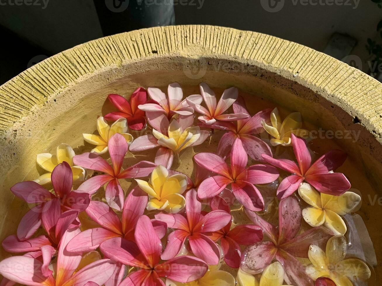 Flowers soaks in water in a pottery bowl. Onam and Diwali festival concept image, red plumeria flower or bunga kemboja merah in bali photo