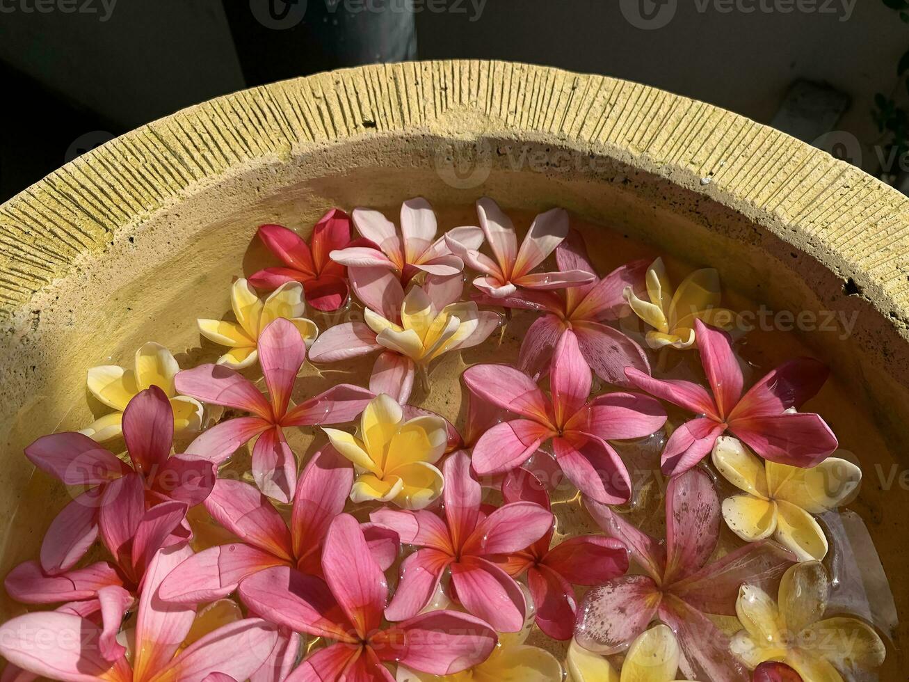 Flowers soaks in water in a pottery bowl. Onam and Diwali festival concept image, red plumeria flower or bunga kemboja merah in bali photo