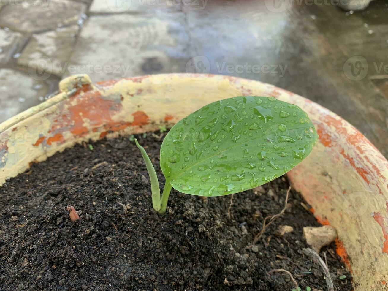 The key spice plant or finger root is starting to grow with strong leaves and beautiful shoots photo