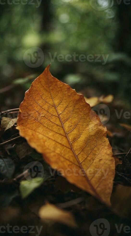 Small close-up leave in jungle photo