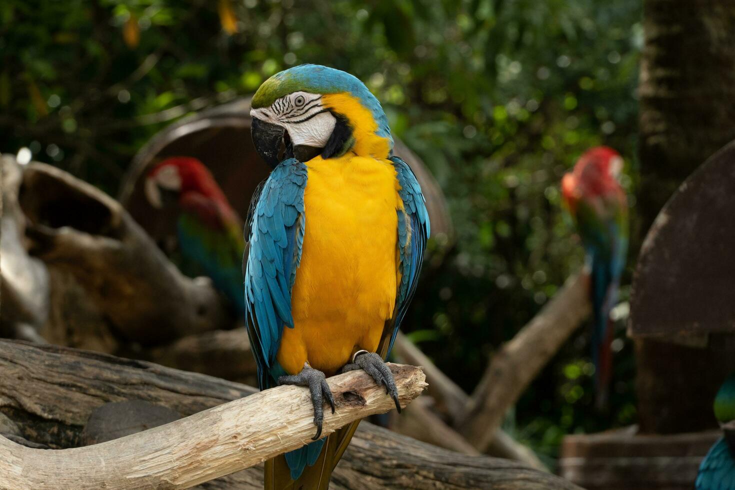 A blue-yellow macaw perched on a branch. Can be viewed up close photo