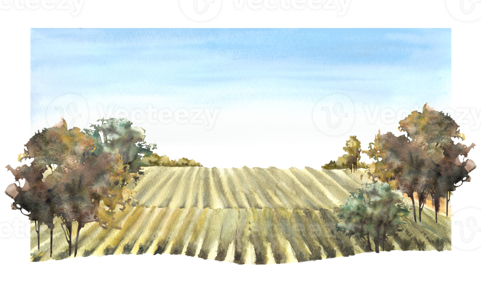 Rural landscape with grape fields, vineyards, bushes, trees, grape plant and blue sky. Winemaking farm field hand draw watercolor illustration. Poster, label printing png