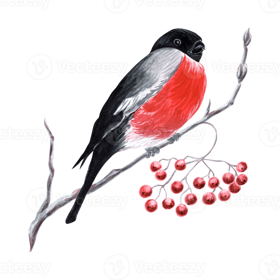 Bullfinch sits on branch with red berries rowan Watercolor hand drawn illustration for design, holiday card, making stickers, embroidery and packaging, printing on dishes, towels and kitchen textiles png