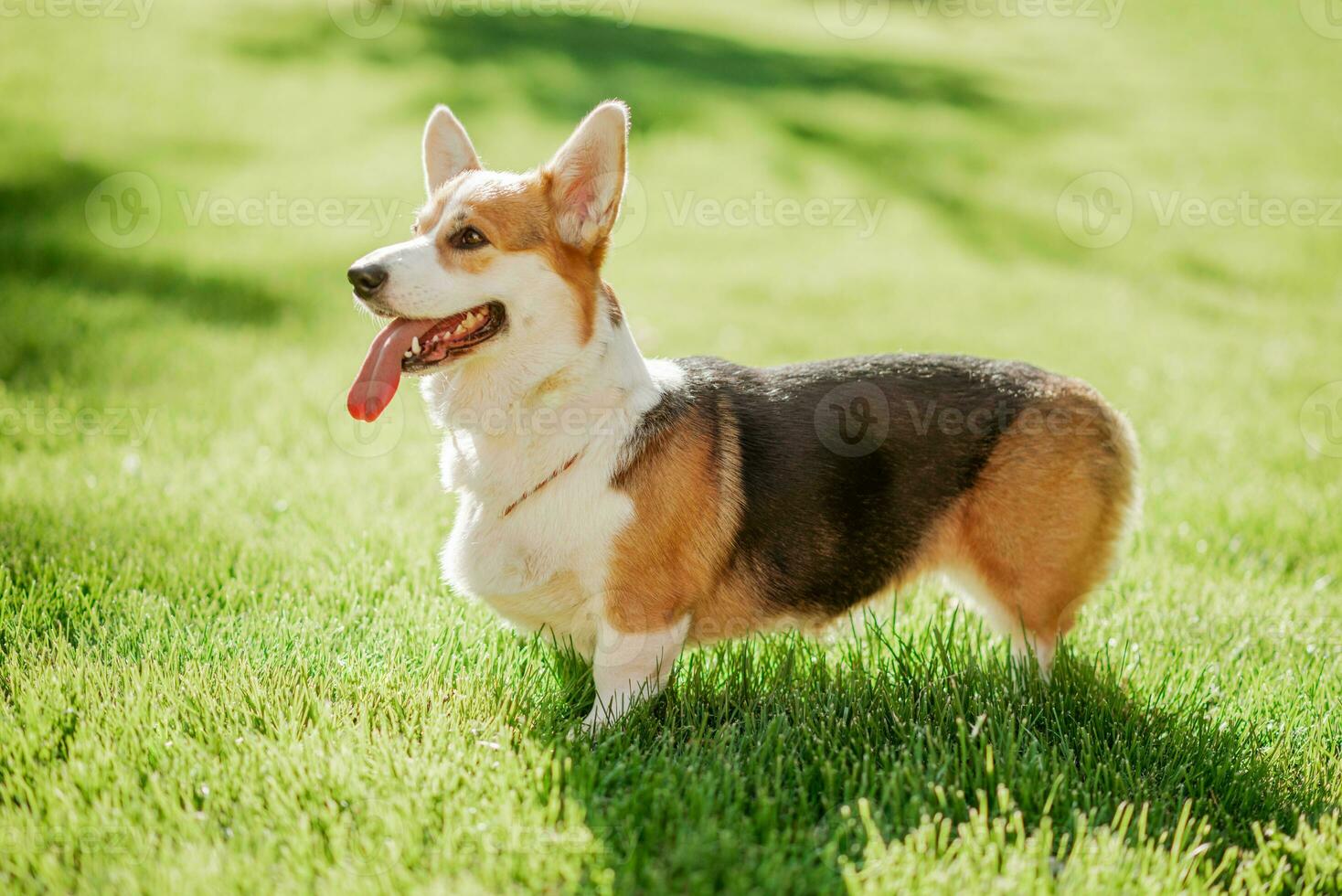 Portrait of a dog corgi breed on a background of green grass on a sunny day in summer photo