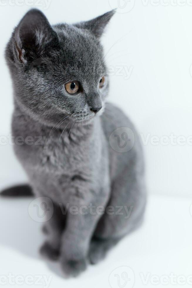 British shorthair kitten sitting on a white table photo