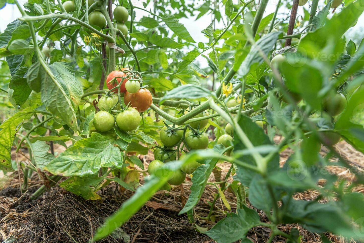 verde y rojo Tomates madurar en el vegetal jardín en verano foto