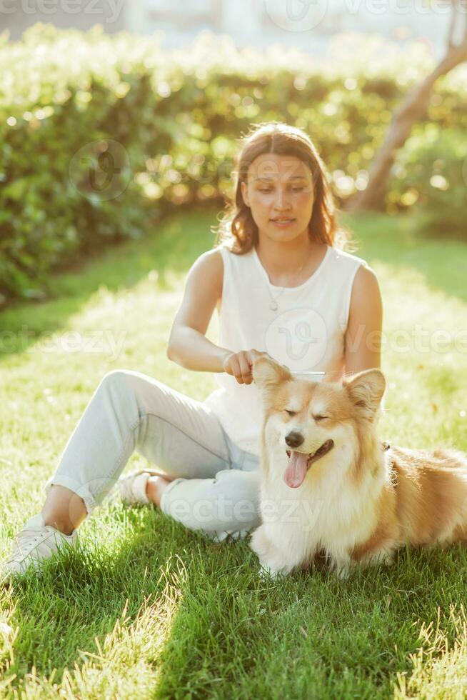 A beautiful girl takes care of her dog of the Corgi breed and combs her hair with a comb in the summer on a sunny day on the grass photo