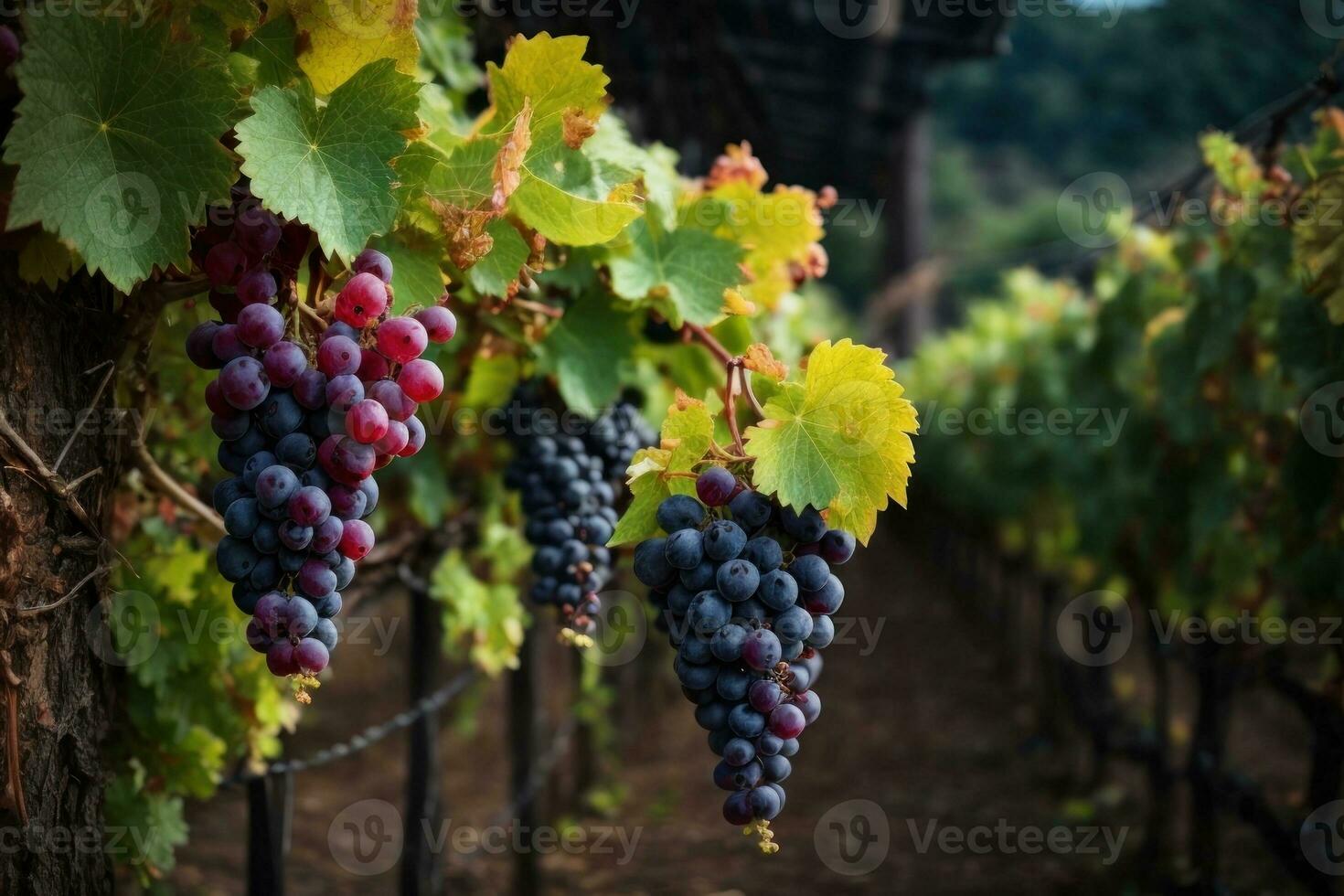 a fresh grapes farm, black grapes. Generative AI photo