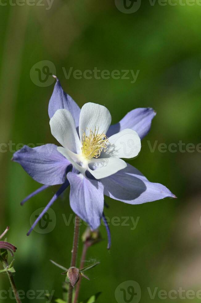 a single purple and white columbine flower photo