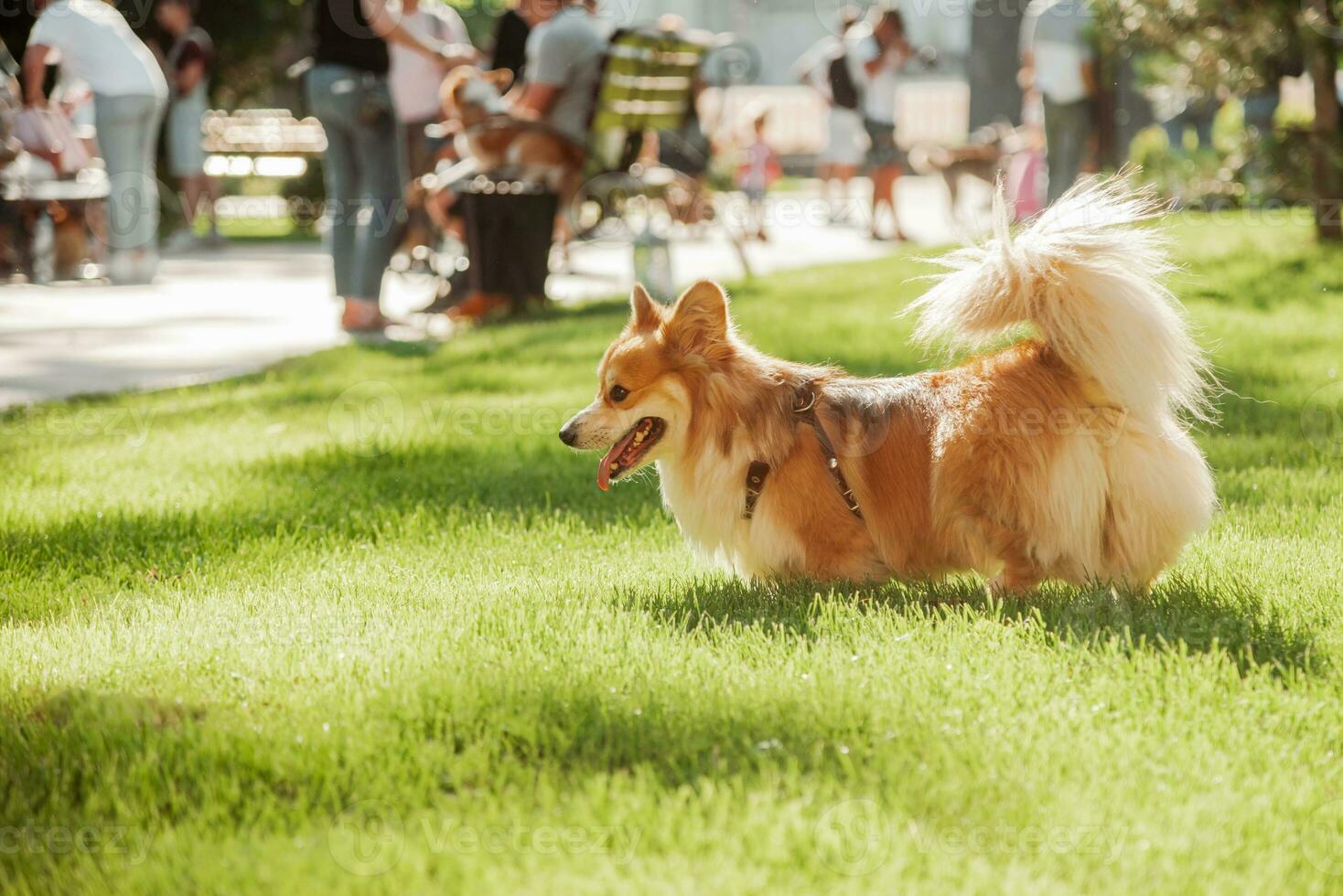 Portrait of a dog corgi breed on a background of green grass on a sunny day in summer photo