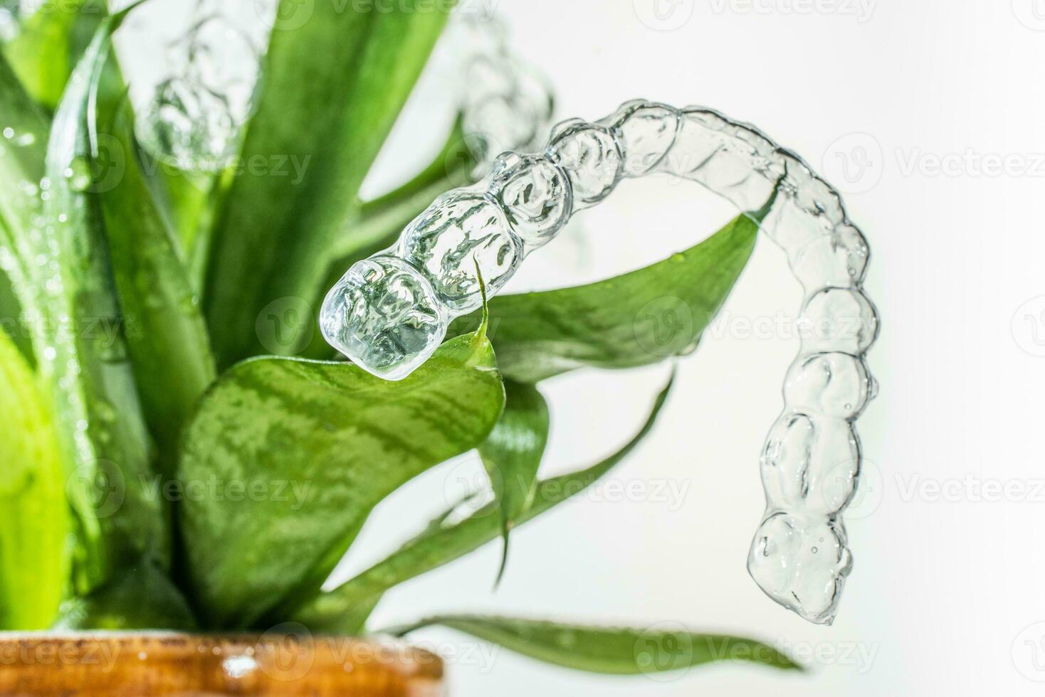 Plastic braces dentistry retainers for teeth straightening hanging on green leaves of indoor plant photo