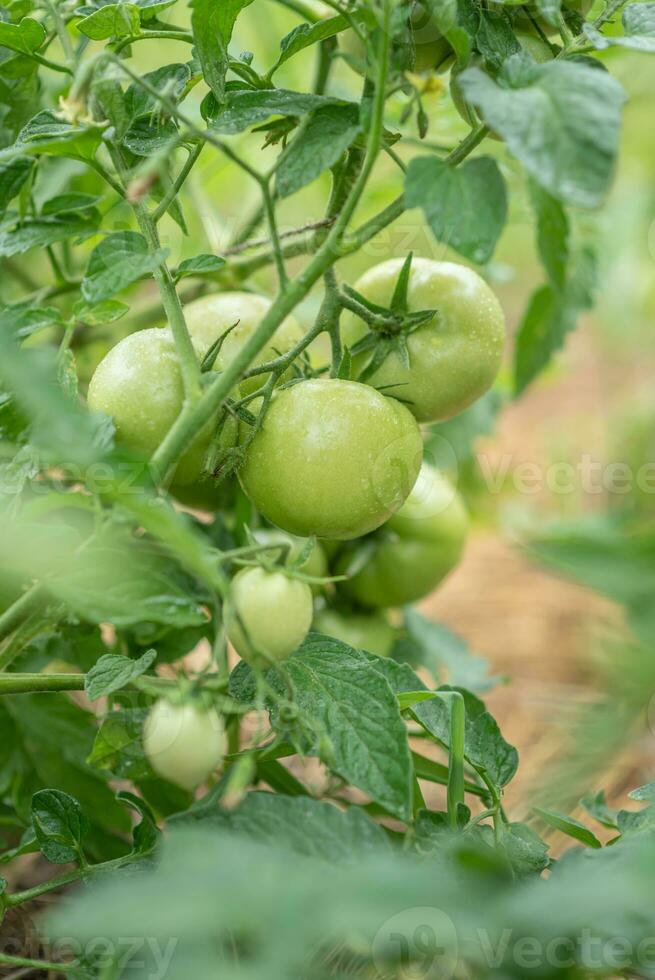 Group of fresh green tomatoes grow on bushes in the village photo