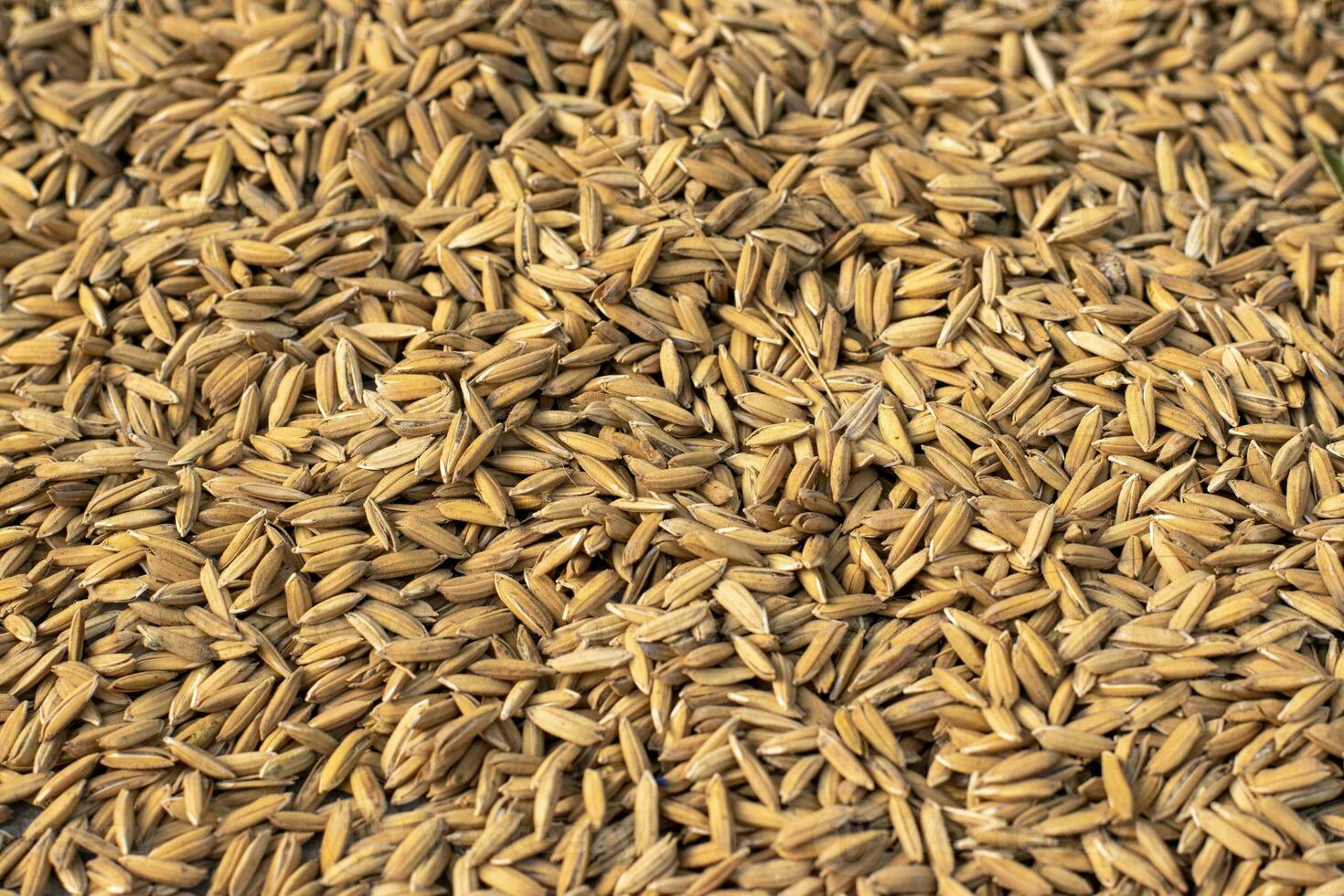 Yellow raw paddy photo