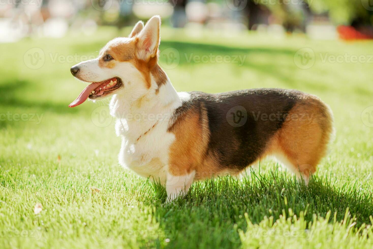 Portrait of a dog corgi breed on a background of green grass on a sunny day in summer photo