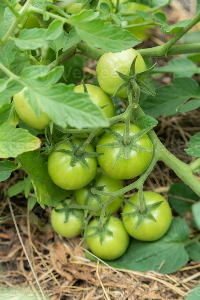 Group of fresh green tomatoes grow on bushes in the village photo