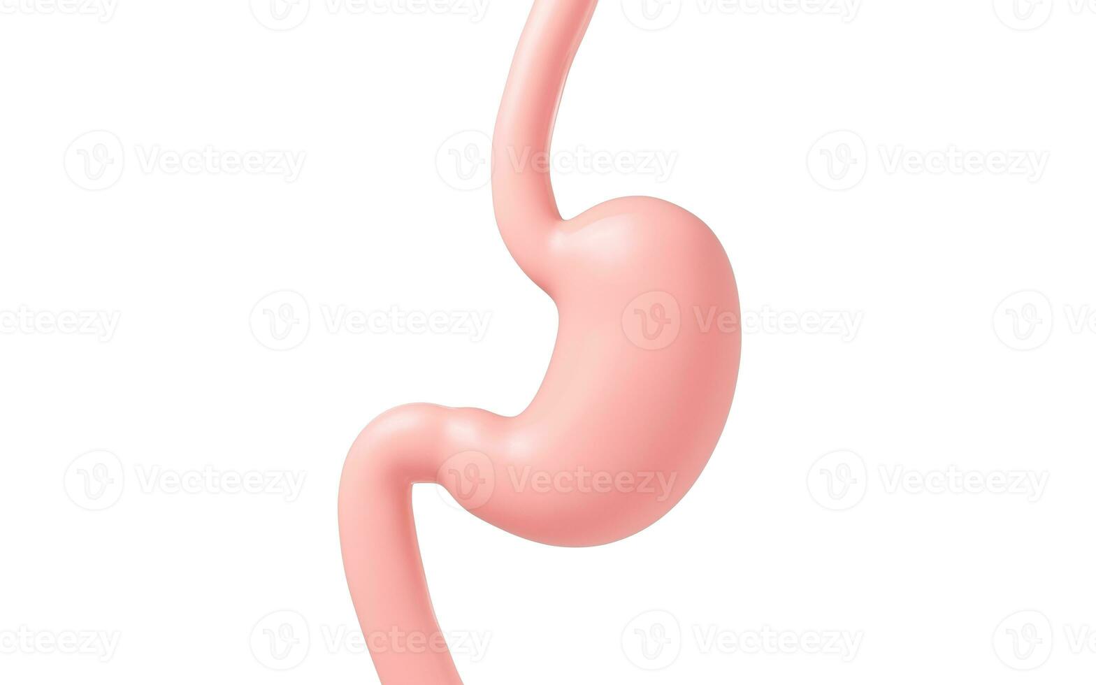 Human internal stomach anatomy, 3d rendering. photo