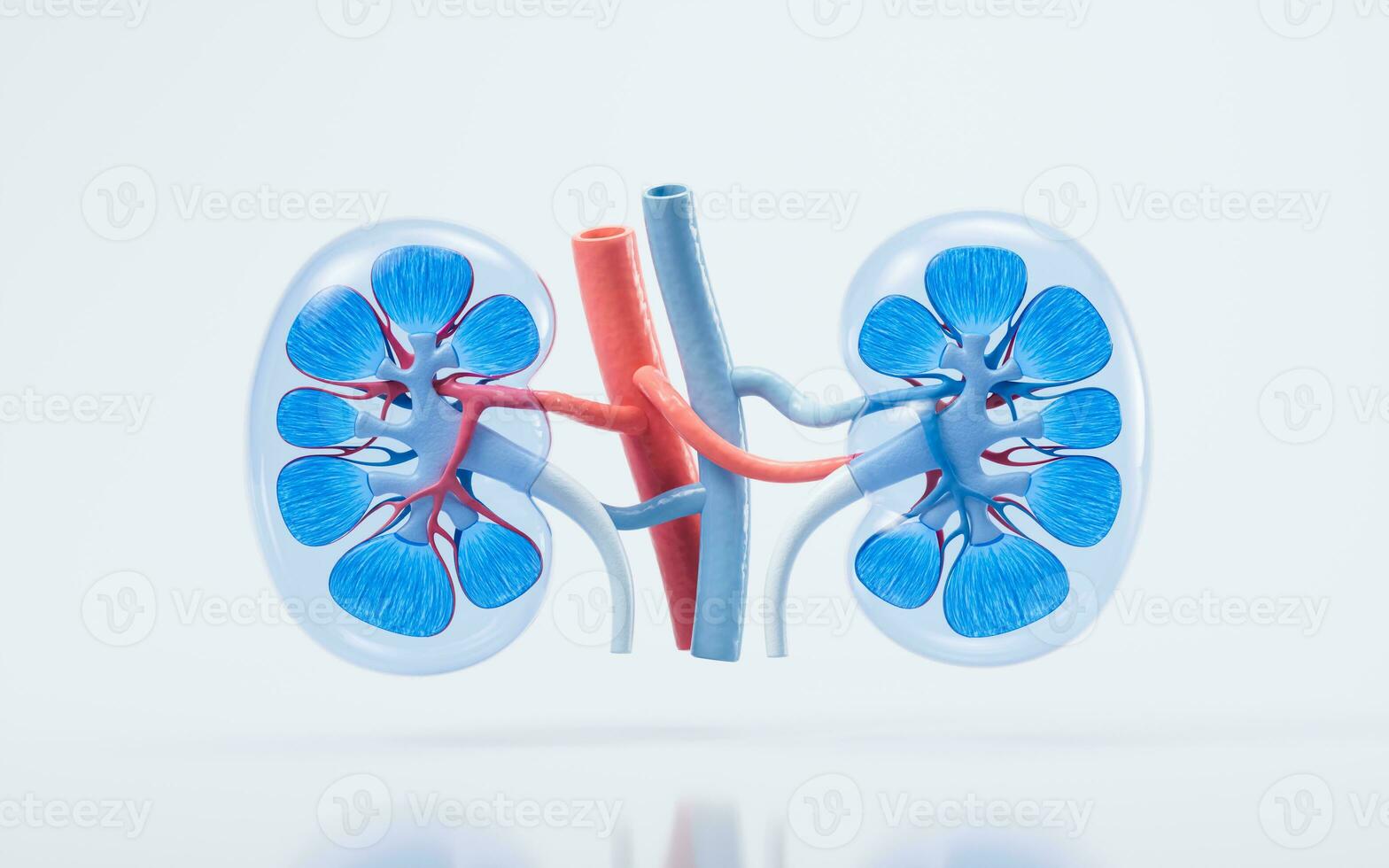 Kidney with biology and health care concept, 3d rendering. photo