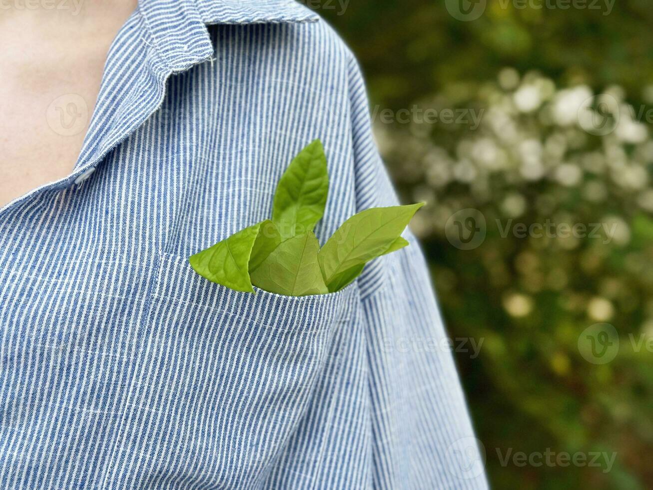 Ecology concept, woman keeping a green branch with leaves in a shirts pocket photo