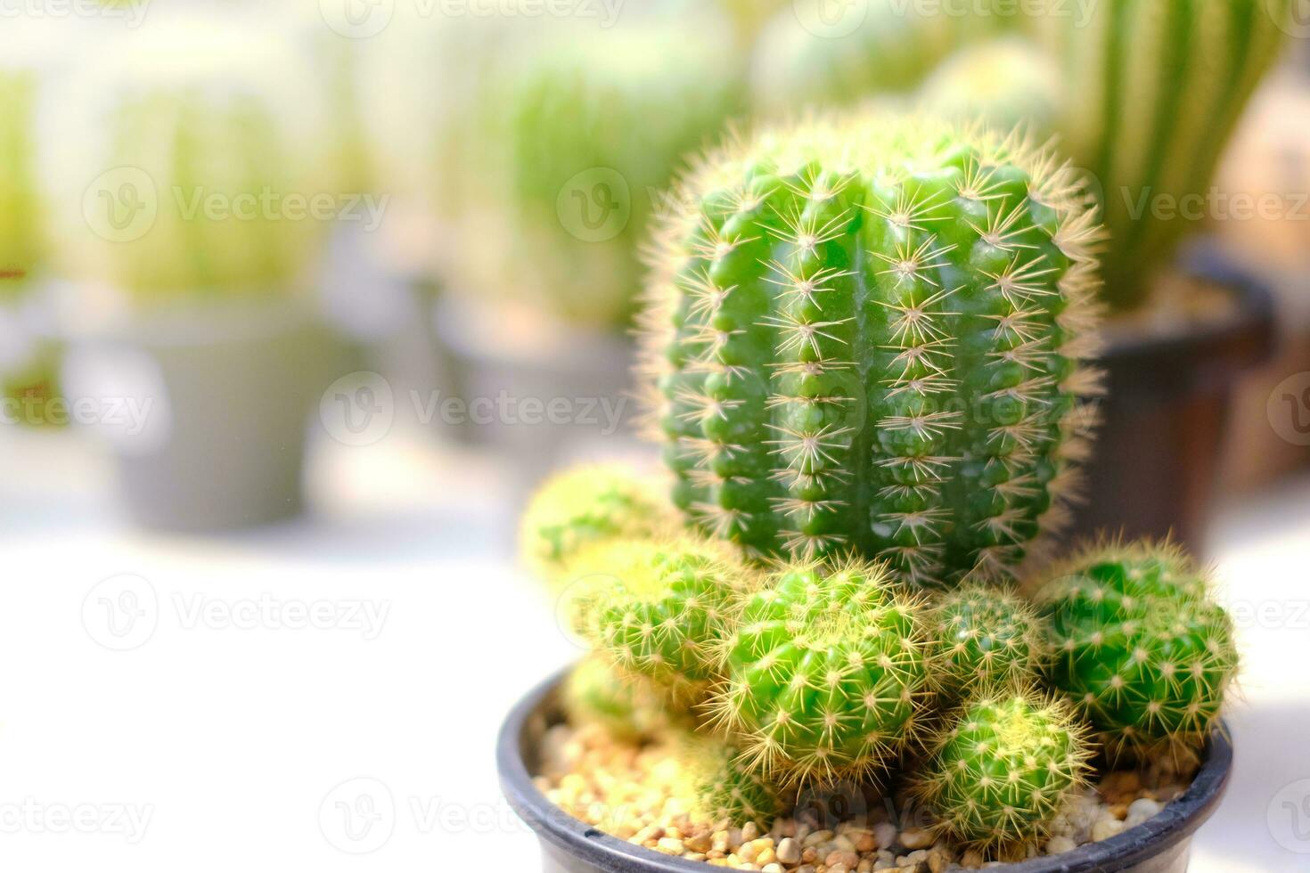 A group of cactus in a small pot in the garden. photo