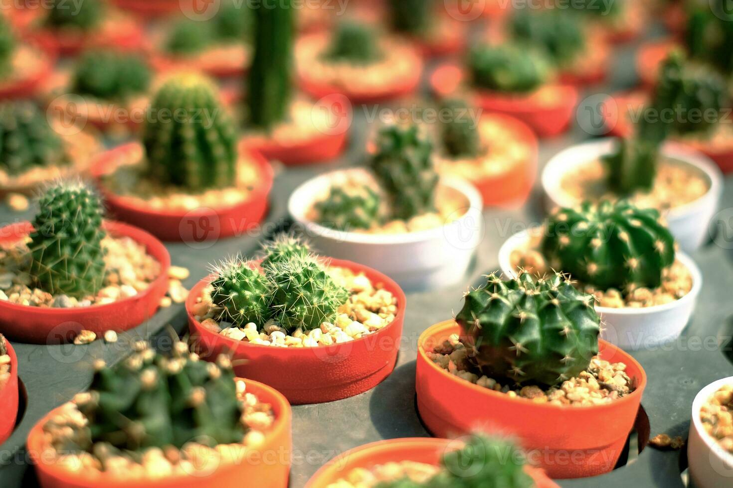 A group of cactus in a small pot in the garden. photo