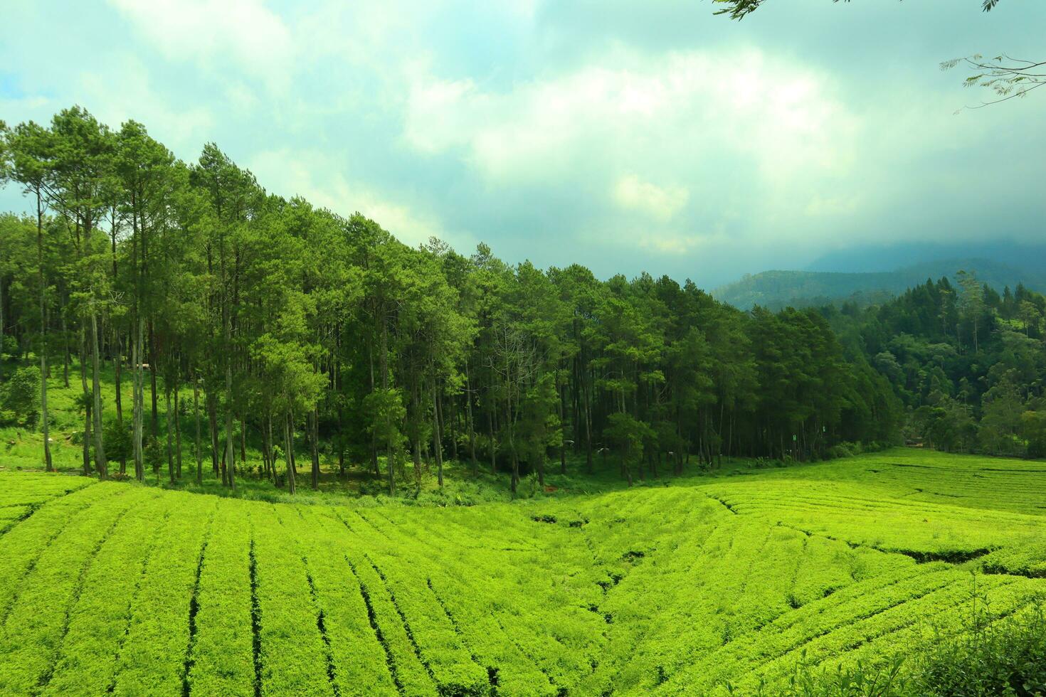 Pine forests background photo