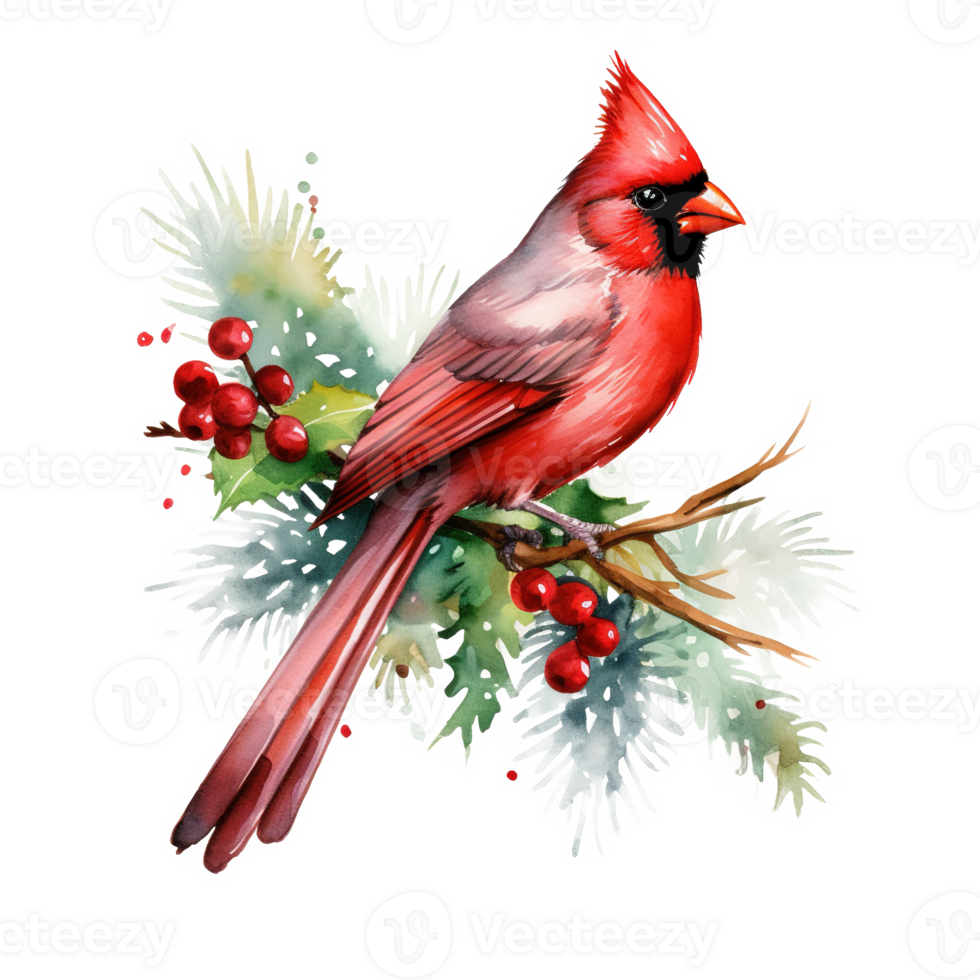 Cardinal Bird For Christmas Event. Watercolor Style. AI Generated png