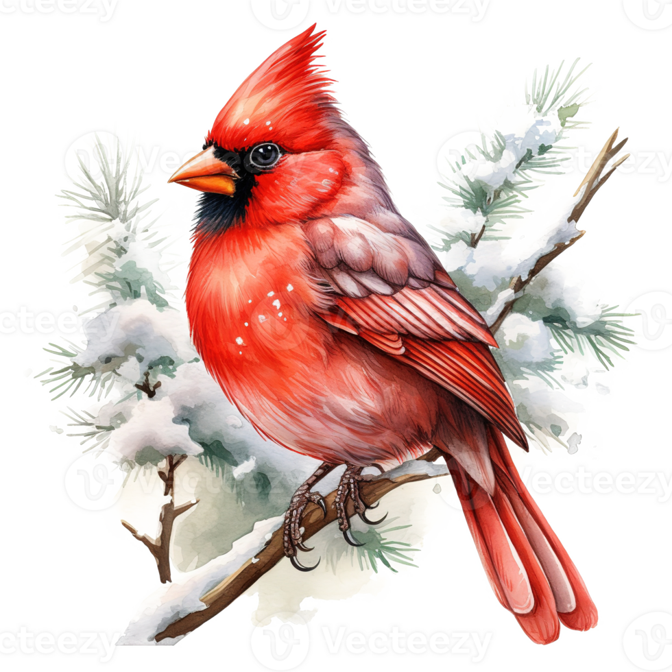 Cardinal Bird For Christmas Event. Watercolor Style. AI Generated png