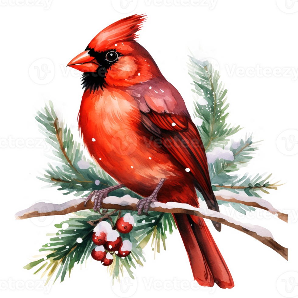 Cardinal Bird For Christmas Event. Watercolor Style. AI Generated png