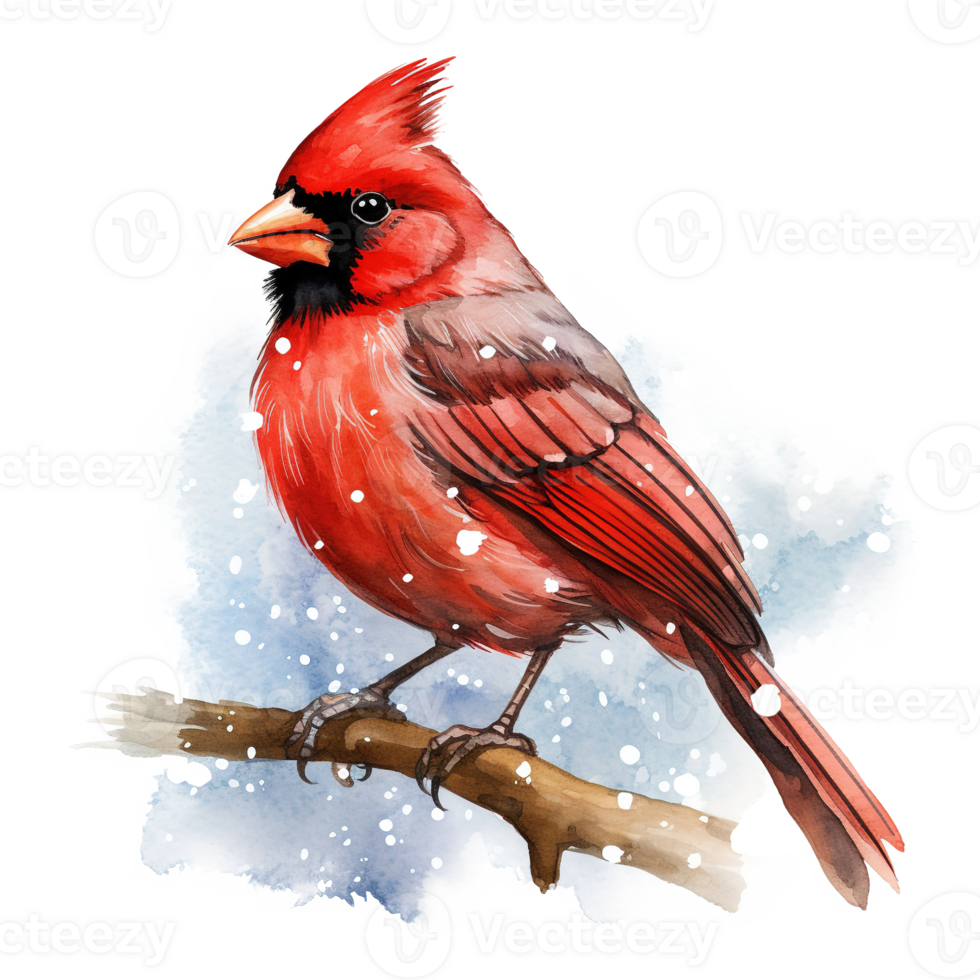 Cardinal Bird For Christmas Event. Watercolor Style. AI Generated png