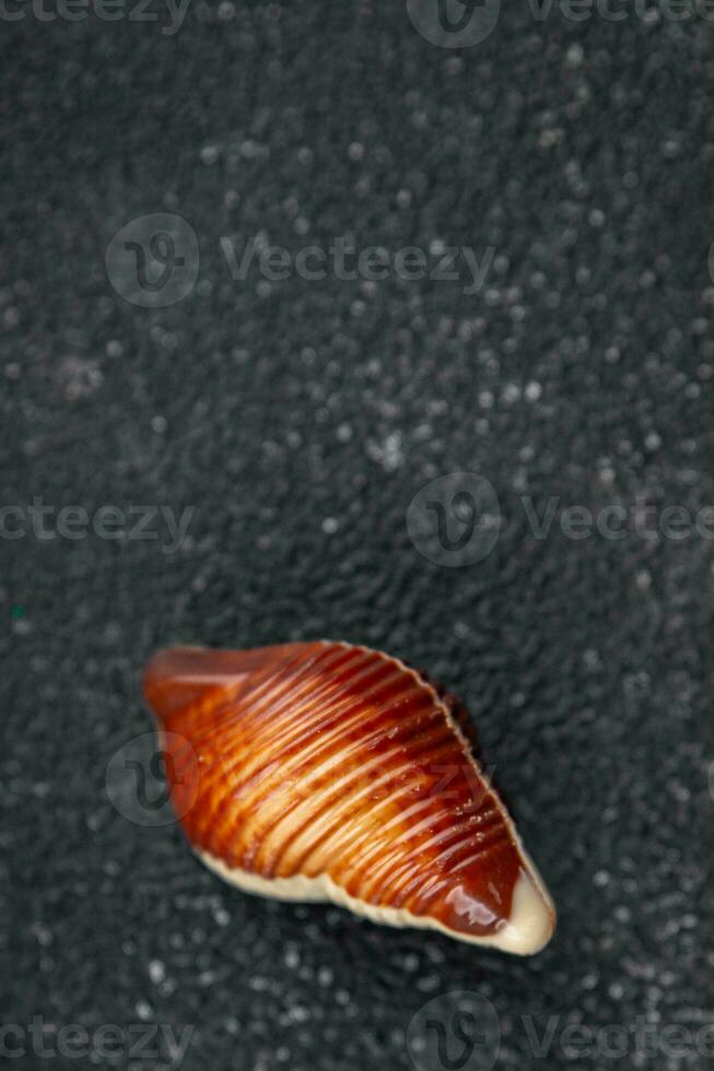 seashell candy chocolate sweet seashells dessert eating meal food snack on the table copy space food background rustic top view photo