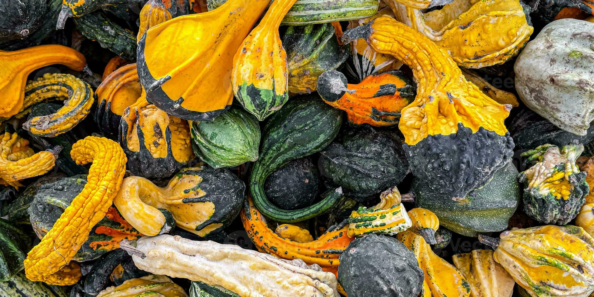 pumpkin harvest different types and varieties pumpkins food snack outdoor copy space food background rustic top view photo