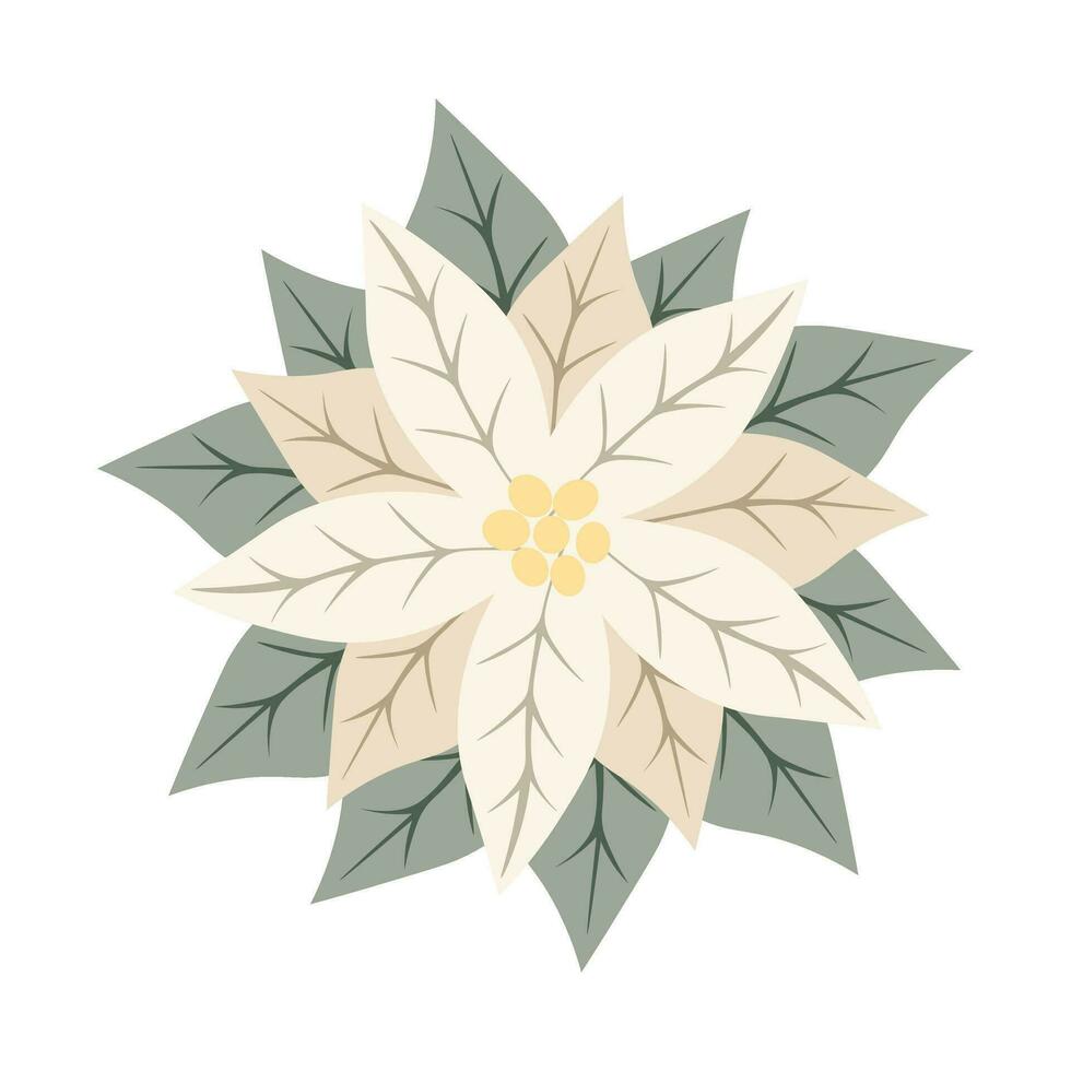 Christmas star white flower poinsettia. Symbol of the winter holidays. Perfect for Christmas or New Year greeting card design vector