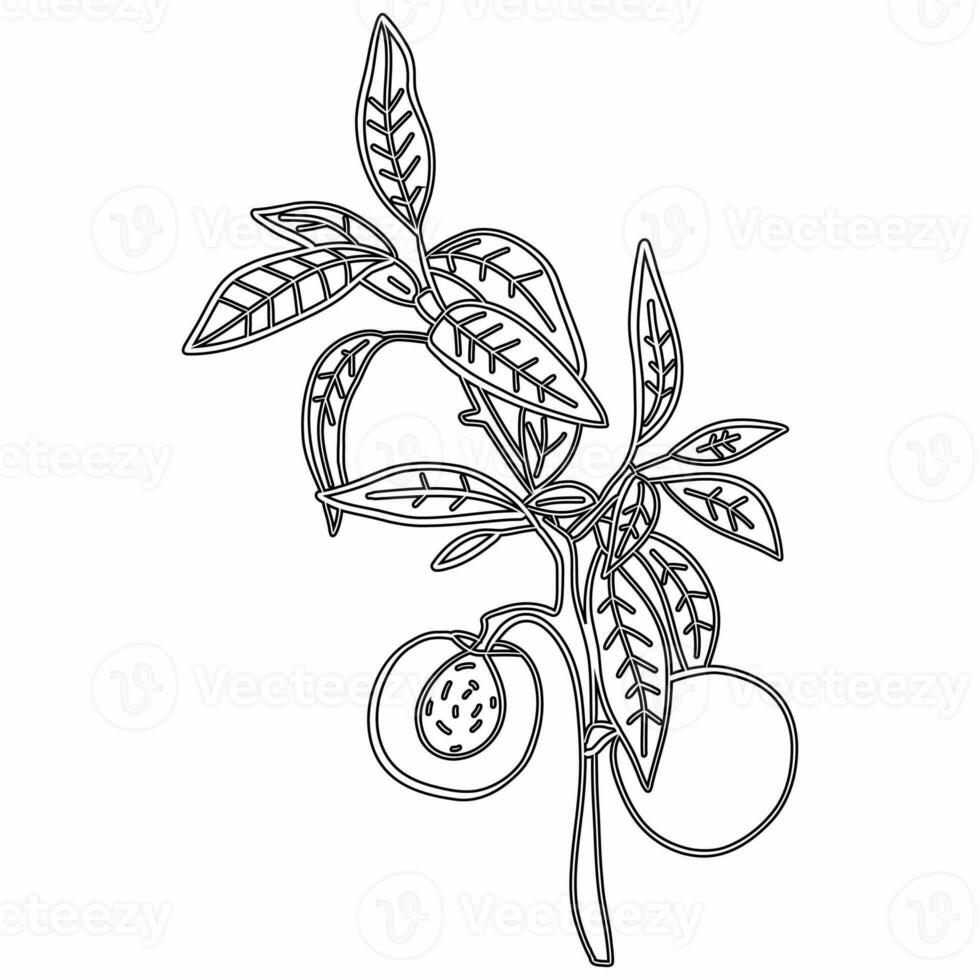 Branch with lichens and berries drawing line decoration design. photo