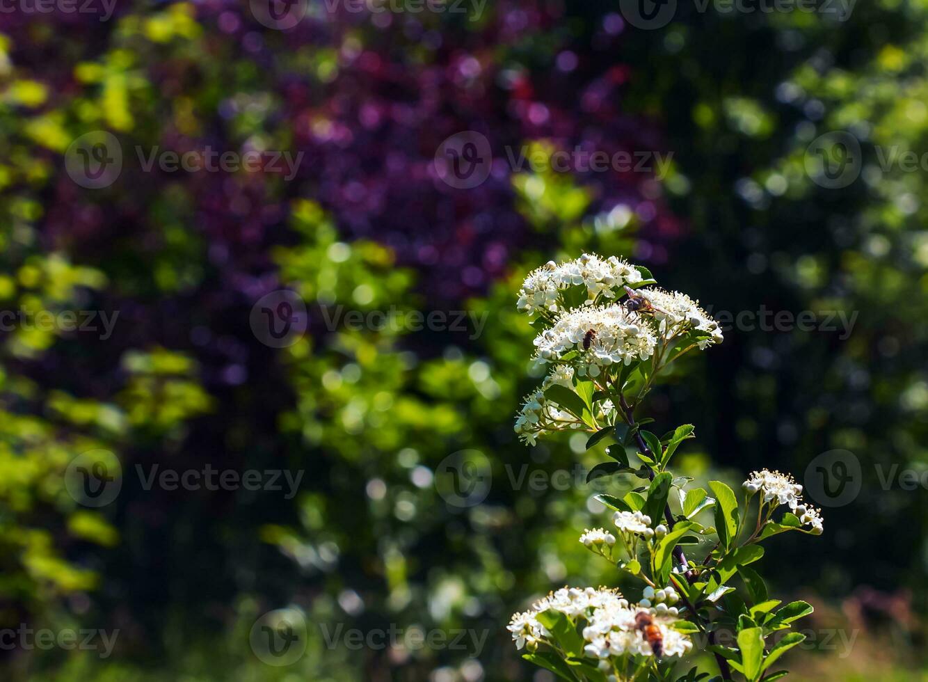 naturaleza primavera antecedentes. piracantha coccinea blanco flores en jardín. blanco espina de fuego cierne arbusto exterior. floreciente primavera arbusto piracantha coccinea foto