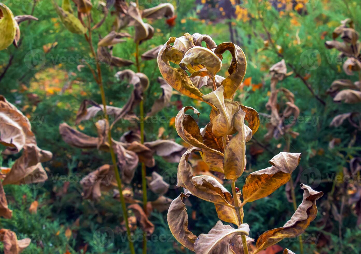 Asclepias syriaca pods with seeds. Common milkweed plant with textured unripe fruits. Wild Syrian thrush follicles in late summer. Stem and capsule of a perennial weed. photo