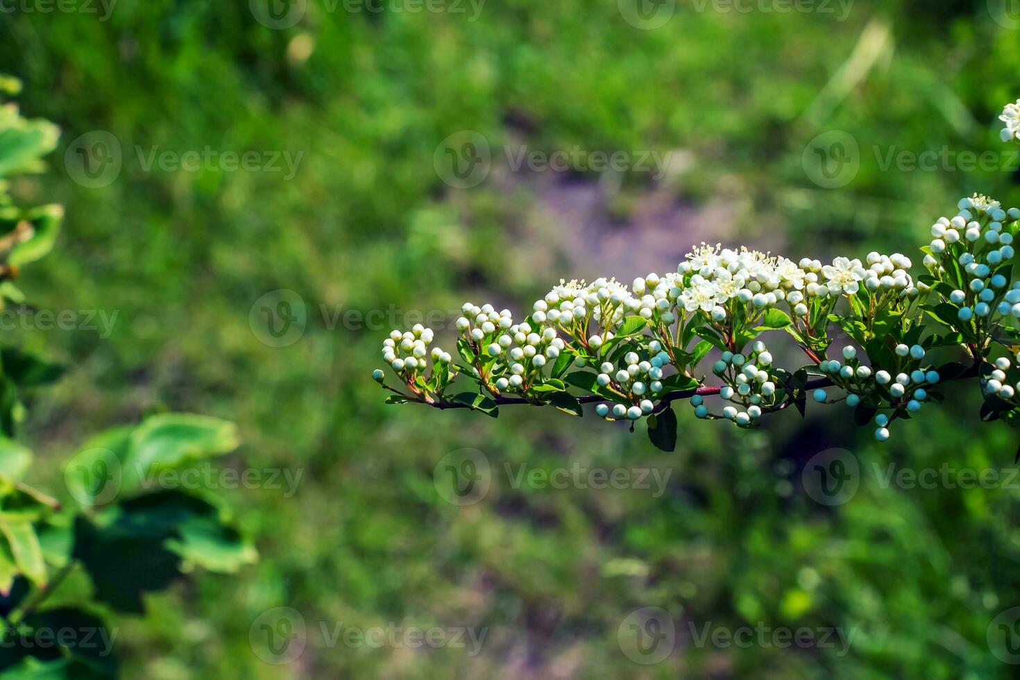 Nature spring background. Pyracantha coccinea white flowers in garden. White firethorn blossoming shrub outdoor. Blooming spring bush Pyracantha coccinea photo