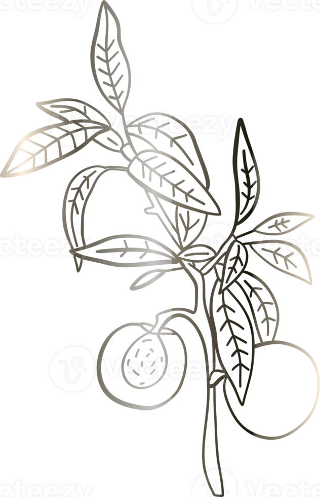 Branches with leaves and berries drawing gradient decoration design. png