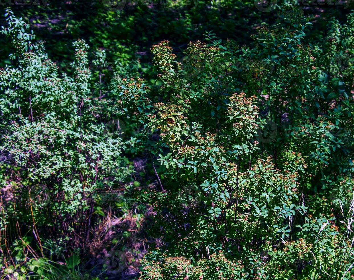 espirea ferganensis o reina de los prados. descolorido ramas de un planta en verano. seco flor pétalos foto