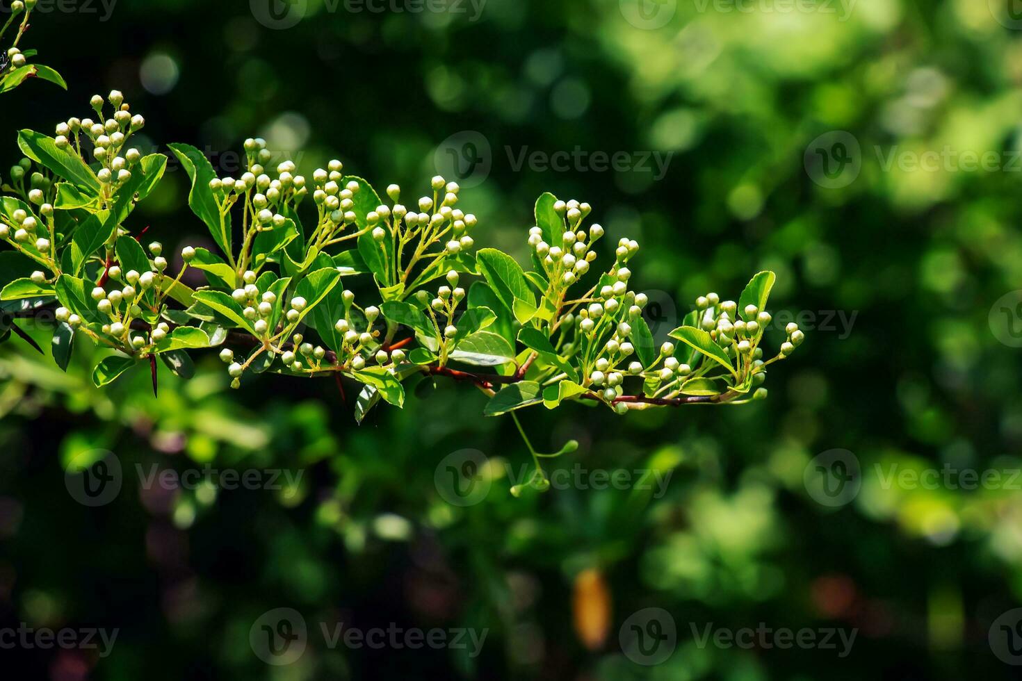 Nature spring background. Pyracantha coccinea white flowers in garden. White firethorn blossoming shrub outdoor. Blooming spring bush Pyracantha coccinea photo