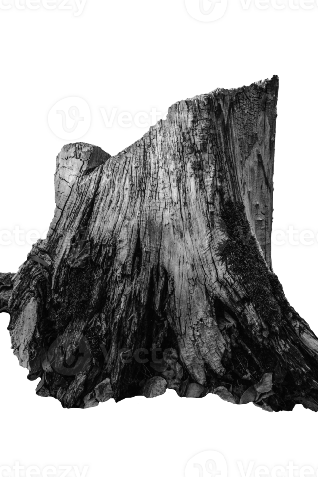 Close up relief texture of tree bark concept photo. Photo of oak texture. png
