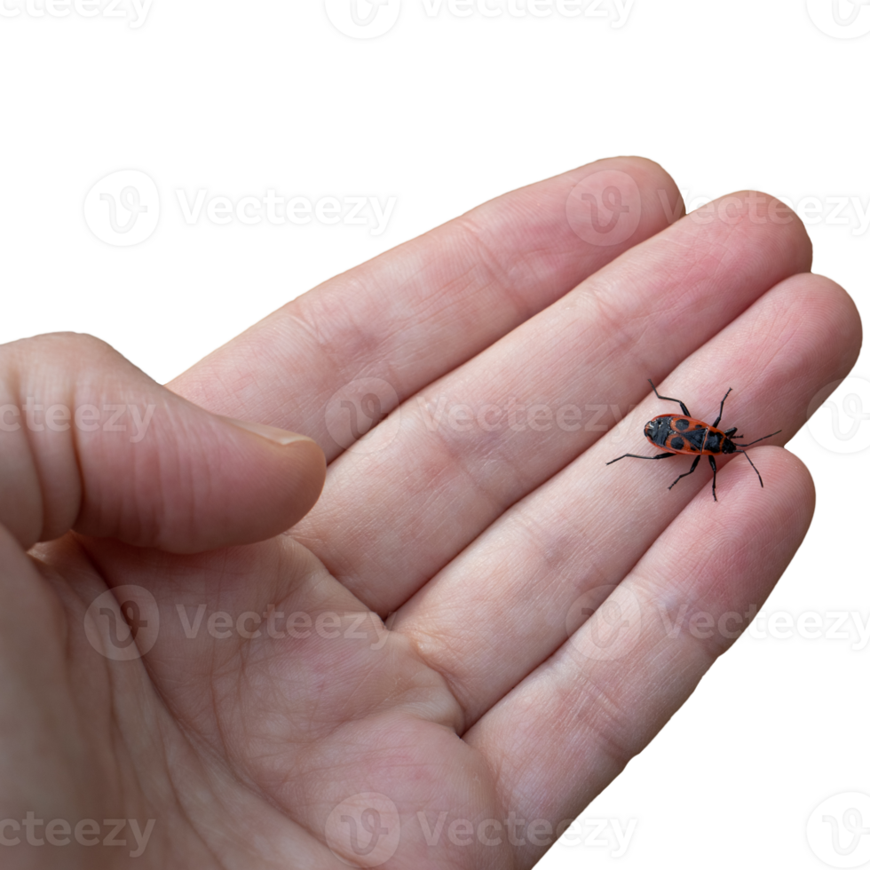 Hand holding ladybug isolated PNG photo with transparent background.