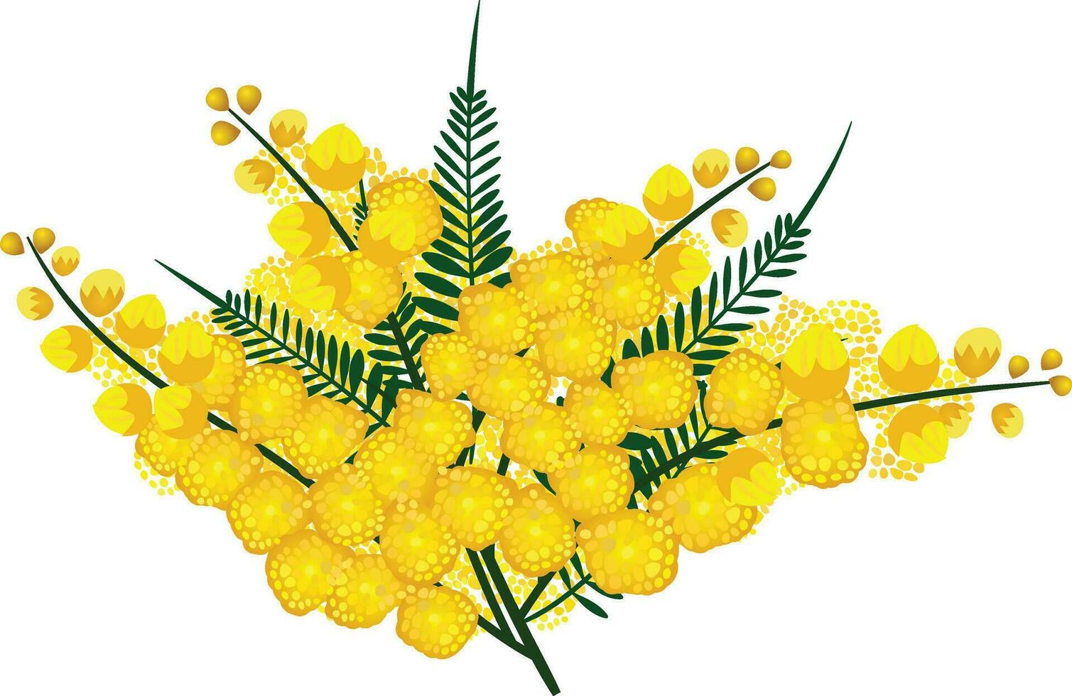 the golden wattle, Australia national flower vector illustration, Acacia pycnantha Benth vector image