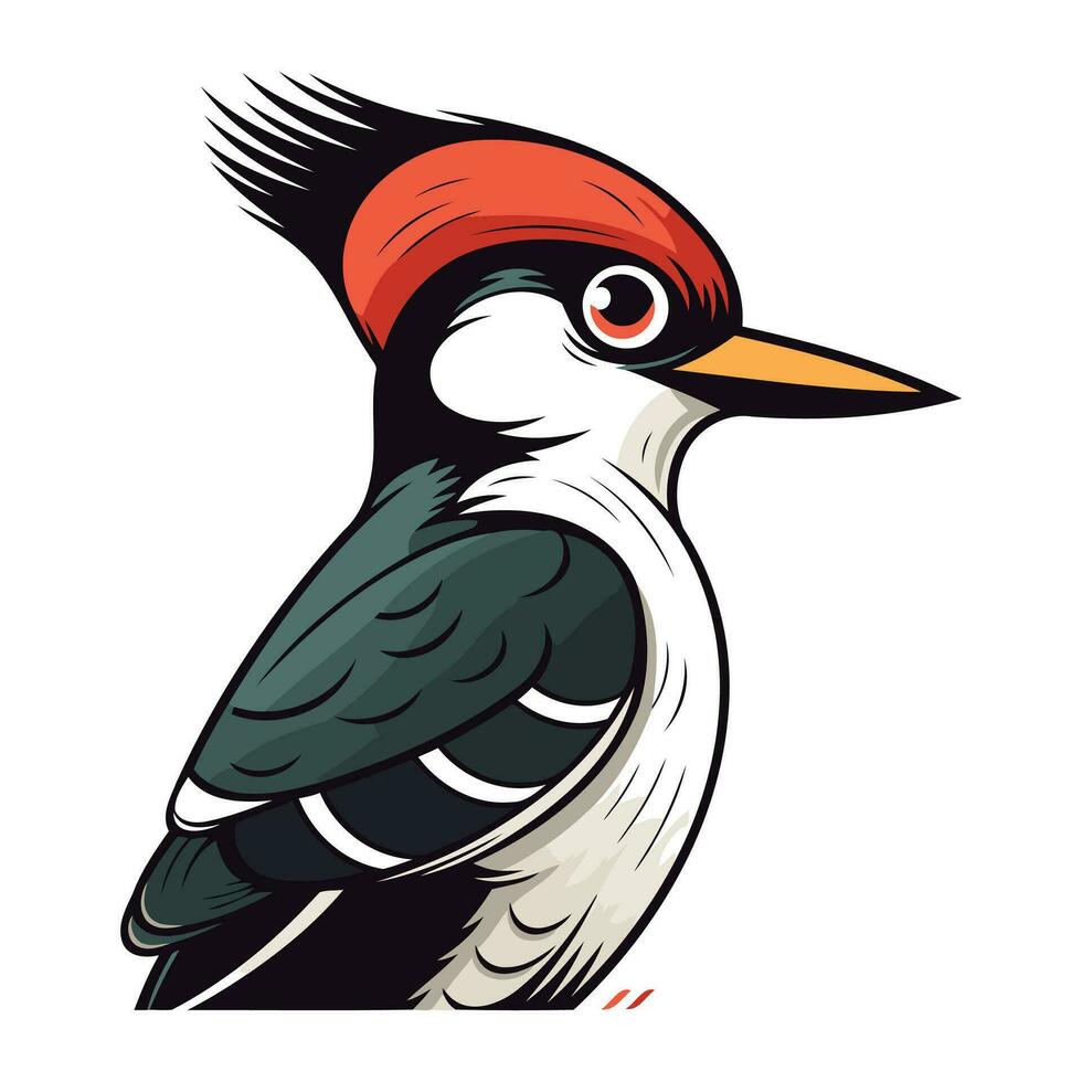 Dendrocopos major. Woodpecker. Vector illustration