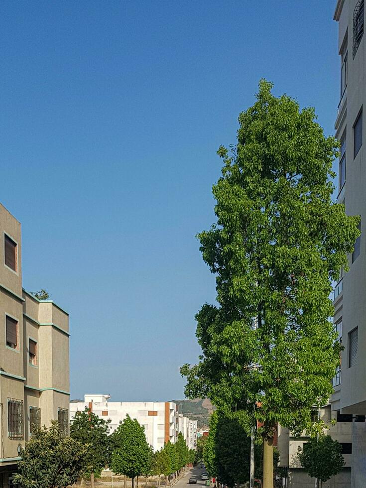 Beauty of Trees in the Heart of the City photo
