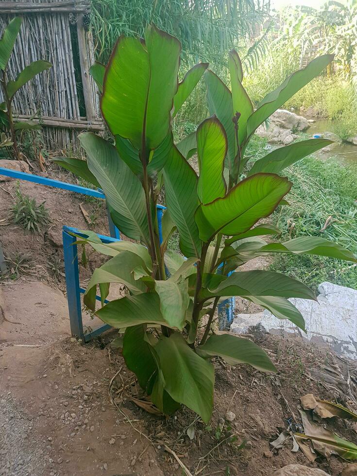 Banana plant as a gift from nature to the world photo