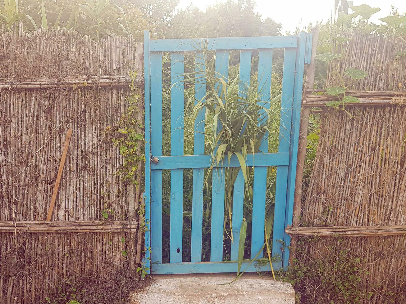 Blue wood door in reed wall photo